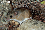 Peromyscus-leucopus tornillo